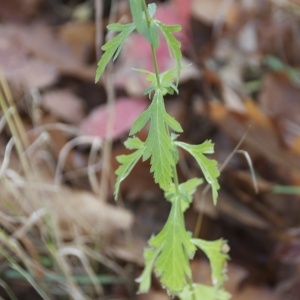 Chaiturus leonuroides Willd. (Agripaume faux marrube)