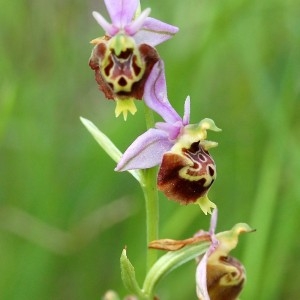  - Ophrys pseudoscolopax (Moggr.) Paulus & Gack [1999]