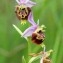  Françoise NÈgre - Ophrys pseudoscolopax (Moggr.) Paulus & Gack [1999]