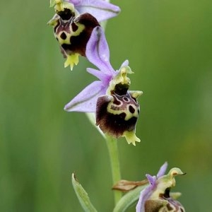 Ophrys insectifera var. pseudoscolopax Moggr.