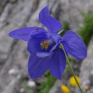 Photographie n°94833 du taxon Aquilegia pyrenaica subsp. pyrenaica