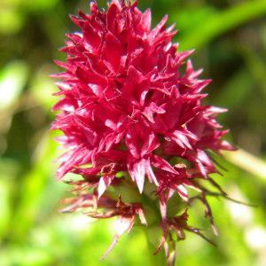 Nigritella rhellicani subsp. gabasiana (Teppner & E.Klein) Kreutz (Nigritelle de Gabas)