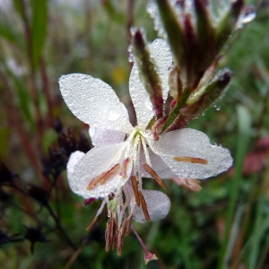 Photographie n°94858 du taxon Gaura lindheimeri Engelm. & A.Gray [1845]