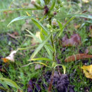 Photographie n°94862 du taxon Erigeron canadensis L. [1753]