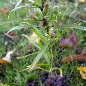 Photographie n°94863 du taxon Erigeron canadensis L. [1753]