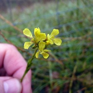 Photographie n°94864 du taxon Hirschfeldia incana (L.) Lagr.-Foss. [1847]