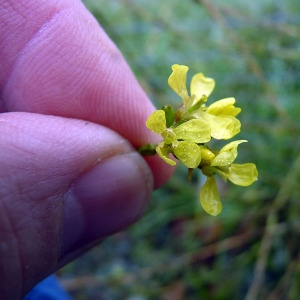 Photographie n°94866 du taxon Hirschfeldia incana (L.) Lagr.-Foss. [1847]