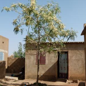 Photographie n°94932 du taxon Moringa oleifera Lam.