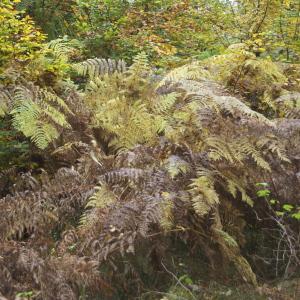 Photographie n°94937 du taxon Pteridium aquilinum (L.) Kuhn [1879]