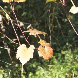 Vitis vinifera subsp. sylvestris (C.C.Gmel.) Hegi (Lambrusque)