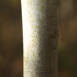 Photographie n°94940 du taxon Fraxinus excelsior L. [1753]