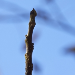 Photographie n°94941 du taxon Fraxinus excelsior L. [1753]