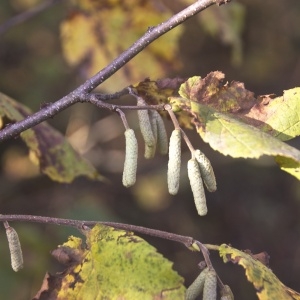 Photographie n°94942 du taxon Corylus avellana L. [1753]