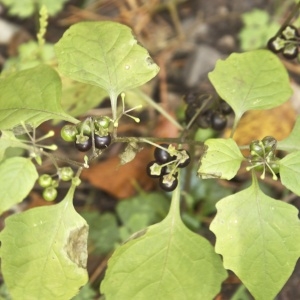 Photographie n°94943 du taxon Solanum nigrum L. [1753]