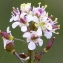  Marie  Portas - Lepidium graminifolium L.