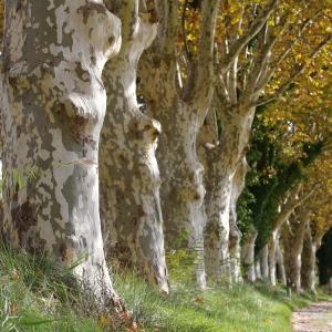 Photographie n°94971 du taxon Platanus x hispanica Mill. ex Münchh. [1770]