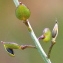  Marie  Portas - Lepidium graminifolium L.