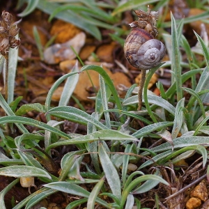  - Plantago albicans L. [1753]