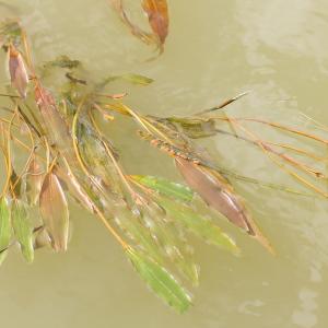 Photographie n°94986 du taxon Potamogeton fluitans sensu auct.