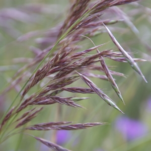 Bromus sp.