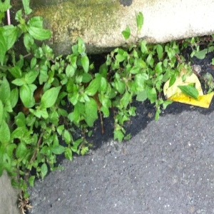 Photographie n°95024 du taxon Parietaria judaica L. [1756]