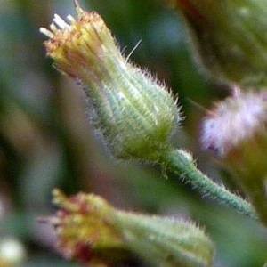 Photographie n°95044 du taxon Erigeron sumatrensis Retz. [1810]