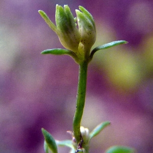 Photographie n°95053 du taxon Linaria repens (L.) Mill. [1768]