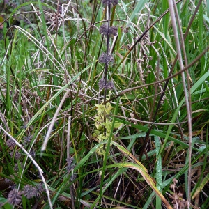 Photographie n°95055 du taxon Mentha pulegium L. [1753]