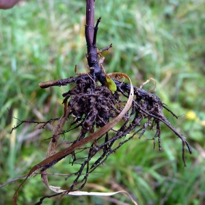 Photographie n°95056 du taxon Mentha pulegium L. [1753]