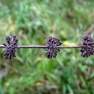 Photographie n°95060 du taxon Mentha pulegium L. [1753]