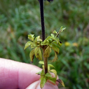 Photographie n°95061 du taxon Mentha pulegium L. [1753]