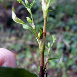 Photographie n°95064 du taxon Persicaria hydropiper (L.) Spach [1841]