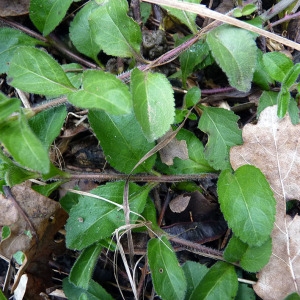 Photographie n°95076 du taxon Veronica officinalis L. [1753]