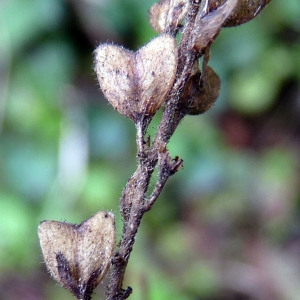 Photographie n°95078 du taxon Veronica officinalis L. [1753]