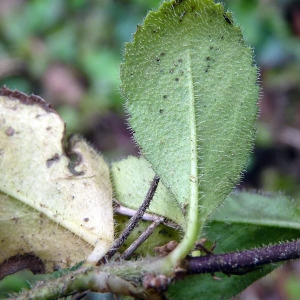 Photographie n°95079 du taxon Veronica officinalis L. [1753]