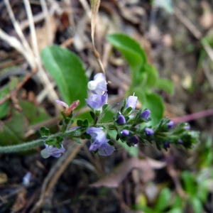 Photographie n°95082 du taxon Veronica officinalis L. [1753]