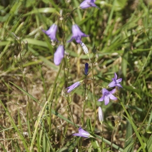 Photographie n°95102 du taxon Campanula patula L. [1753]