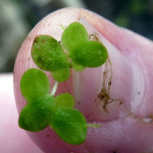 Lenticularia monorhiza Friche-Joset & Montandon (Petite Lenticule)