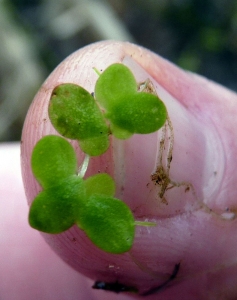Emmanuel Stratmains, le 13 novembre 2012 (La Chapelle-Saint-Aubin (chemin des fontaines))