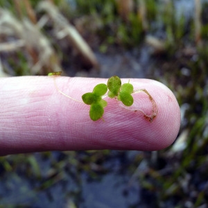 Photographie n°95108 du taxon Lemna minor L. [1753]