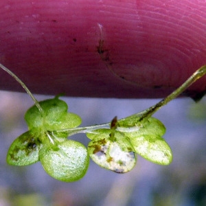 Photographie n°95109 du taxon Lemna minor L. [1753]