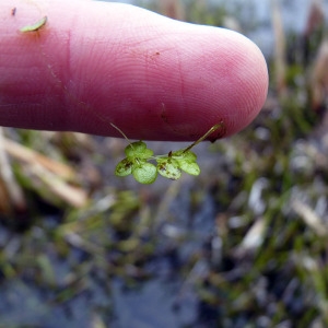 Photographie n°95110 du taxon Lemna minor L. [1753]