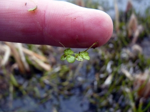 Emmanuel Stratmains, le 13 novembre 2012 (La Chapelle-Saint-Aubin (chemin des fontaines))