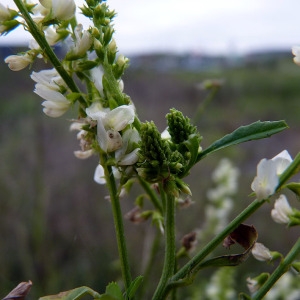 Photographie n°95137 du taxon Melilotus albus Medik. [1787]