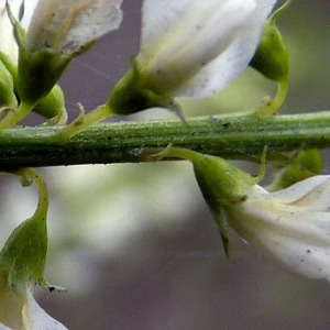 Photographie n°95138 du taxon Melilotus albus Medik. [1787]