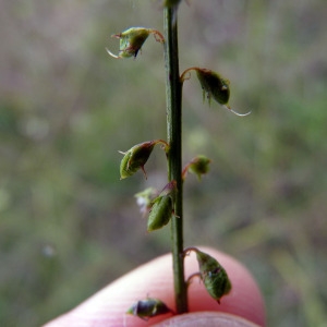 Photographie n°95142 du taxon Melilotus albus Medik. [1787]