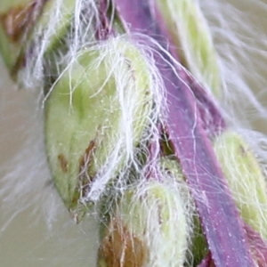 Panicum platense (Spreng.) Kuntze (Herbe de Dallis)