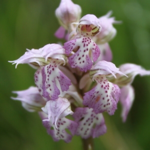 Orchis tridentata subsp. lactea (Poir.) K.Richt. (Orchis couleur de lait)