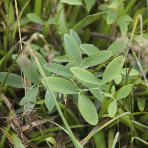 Photographie n°95208 du taxon Lathyrus tuberosus L. [1753]
