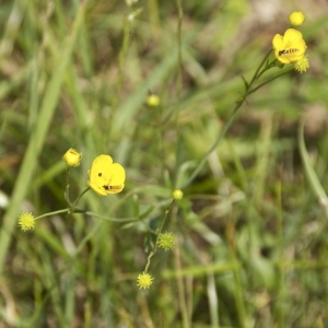 Photographie n°95214 du taxon Ranunculus acris L. [1753]